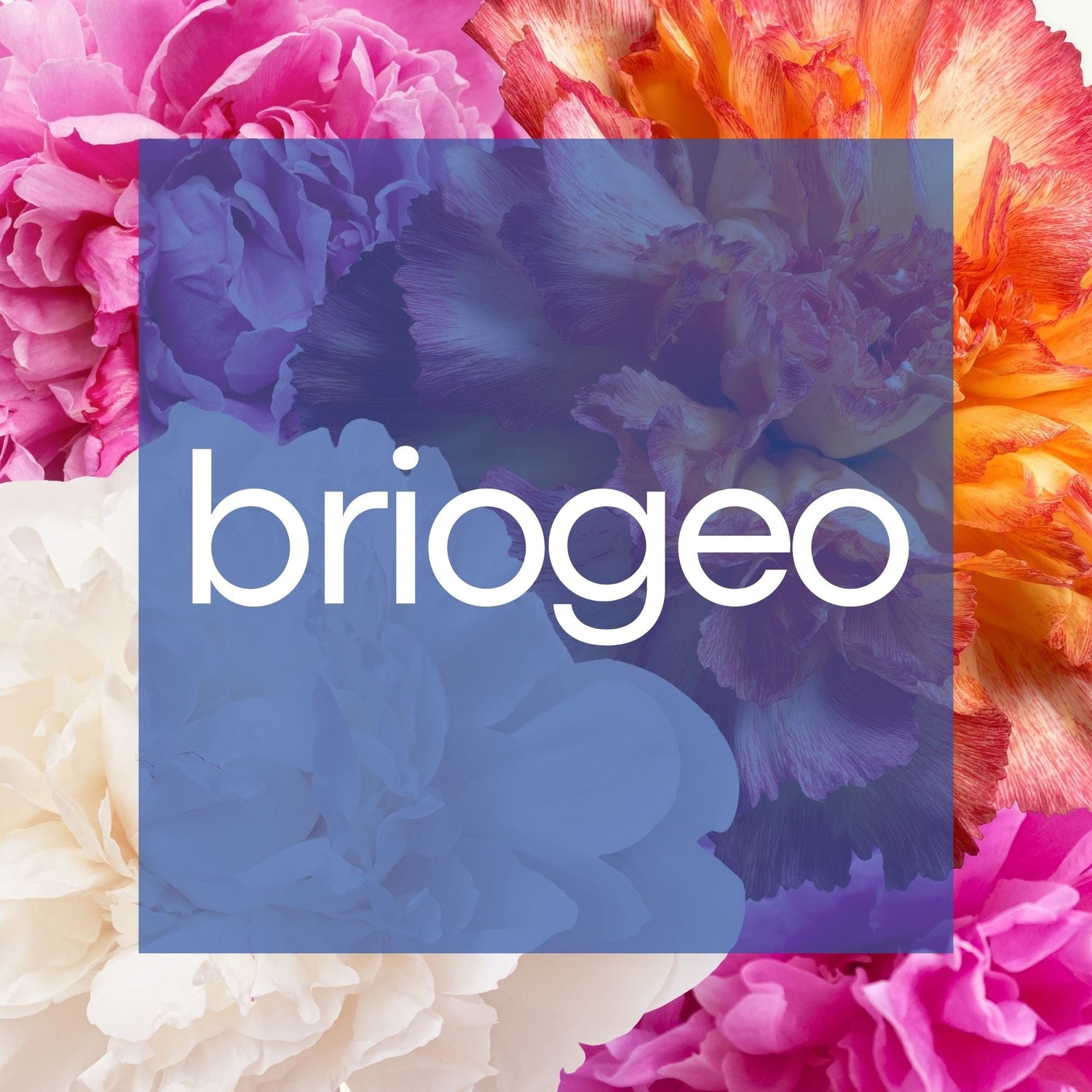 Briogeo